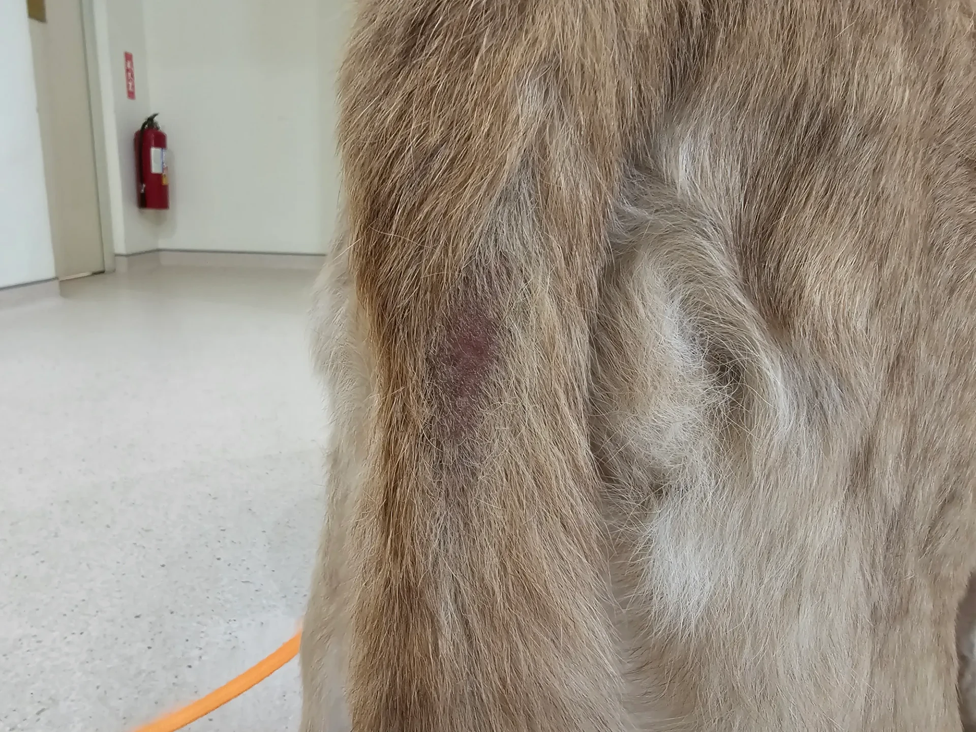 棕棕曾把尾巴咬到脫毛,疑似照顧不當。翻攝自新竹市保護動物協會志工Ann Wong threads