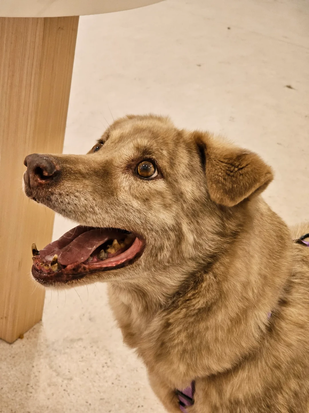 曾經風光的明星狗棕棕，如今在收容所成為待認養老年浪犬。翻攝自新竹市保護動物協會志工Ann Wong threads