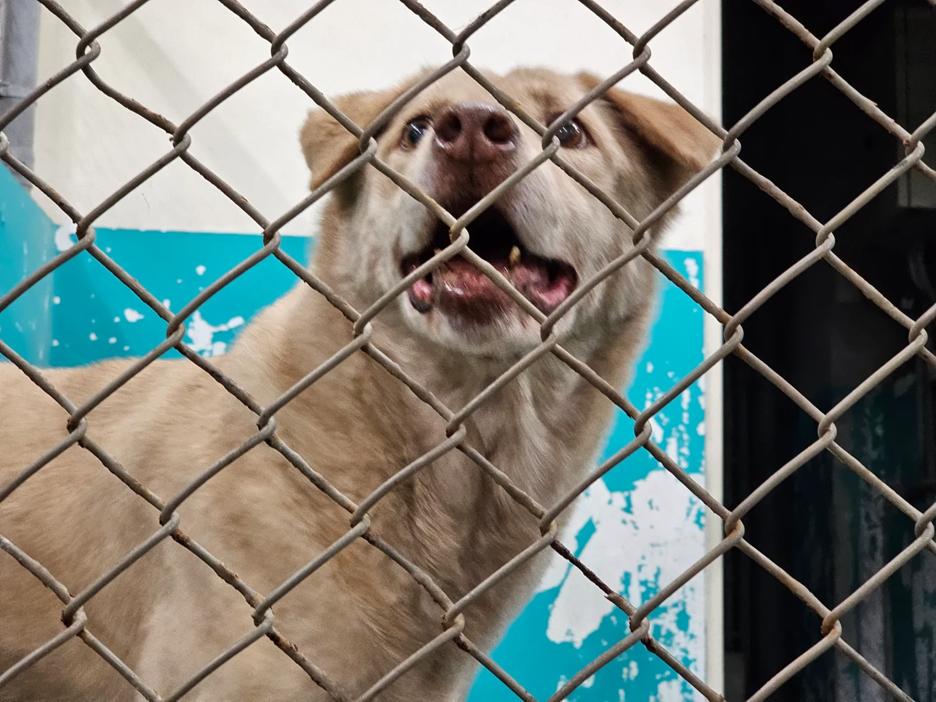 籠內的棕棕。翻攝自新竹市保護動物協會志工Ann Wong threads