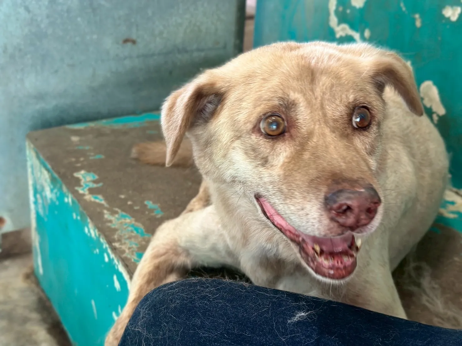 動保志工表示，目前棕棕還在等待一個溫暖的家。翻攝自新竹市保護動物協會志工Ann Wong threads