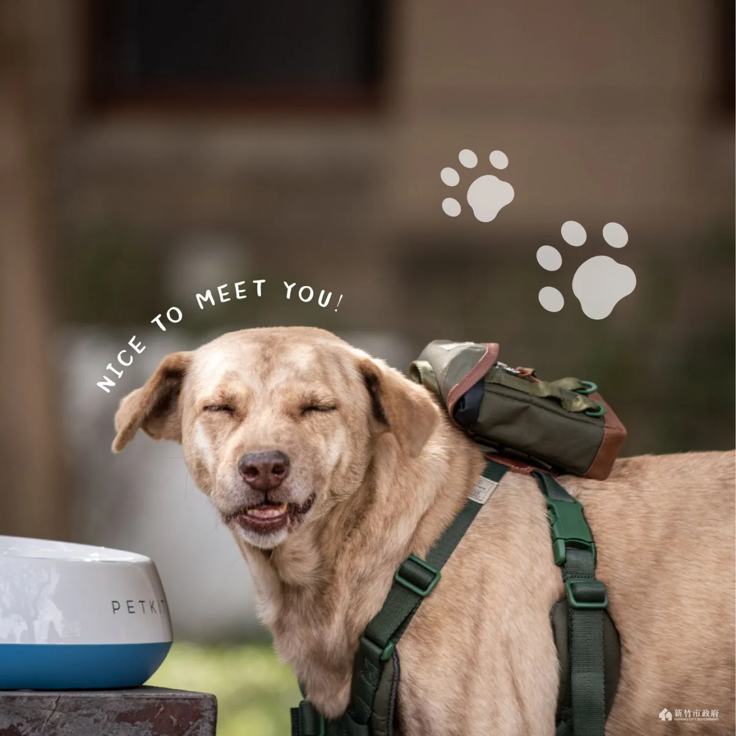 棕棕模樣相當可愛。翻攝林智堅臉書