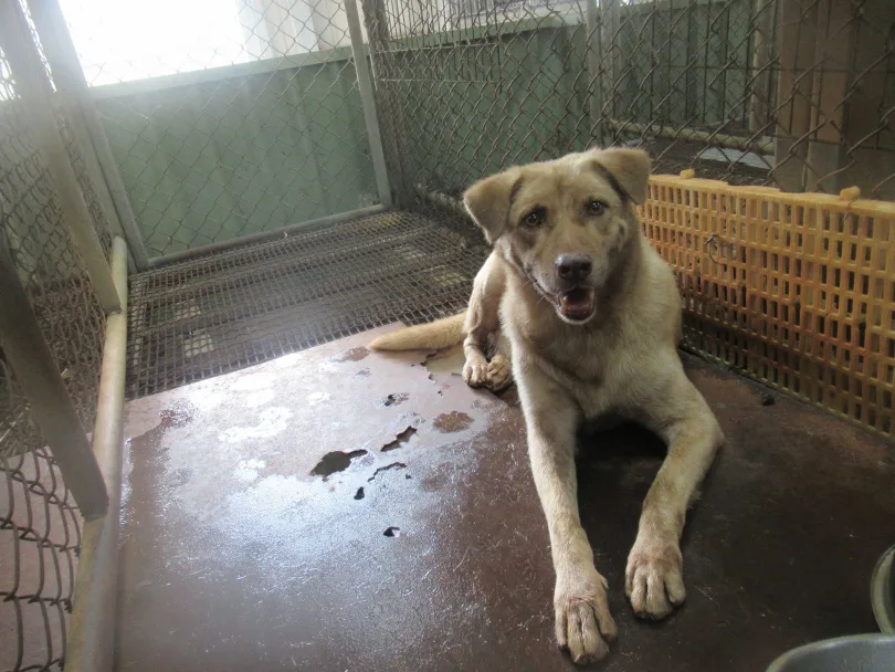 棕棕2018年於延吉路二段被發現後送進動保所。翻攝自新竹市動保所