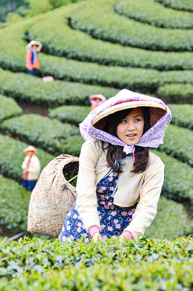 如果茶山有美麗的採茶姑娘，你會上山述情懷唱山歌嗎。客委會提供