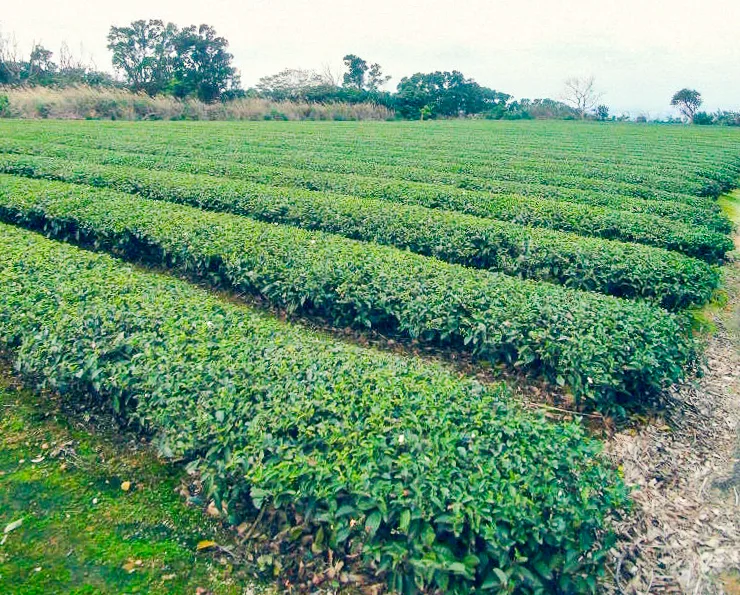 如果茶山沒有採茶姑娘，茶園的採茶山歌還會出現嗎？楊國鑫攝