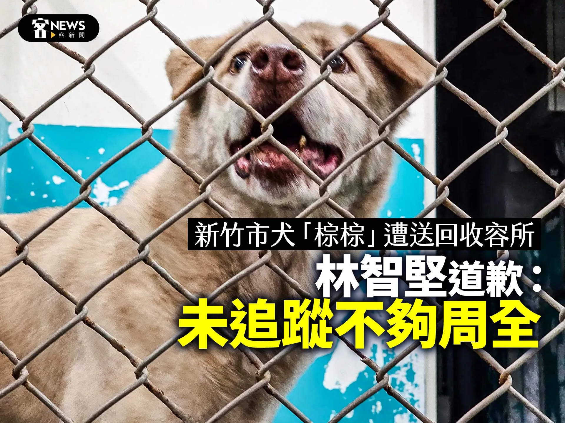 新竹市犬「棕棕」遭送回收容所　林智堅道歉：未追蹤不夠周全