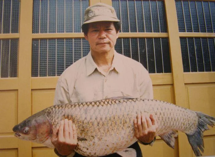 這是羅紹騏釣魚的成果。這條草魚大約有二十斤。羅紹騏提供