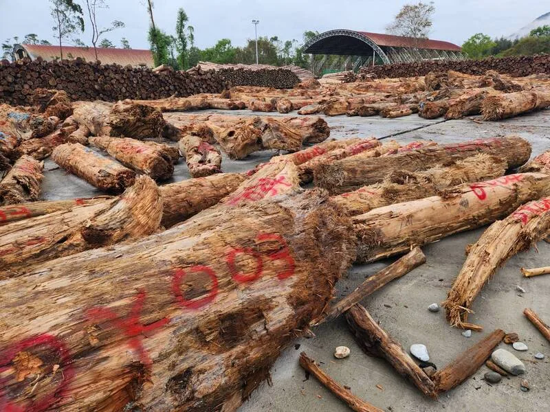 撿漂流木不再限尺寸　林保署：不具標售價值皆可