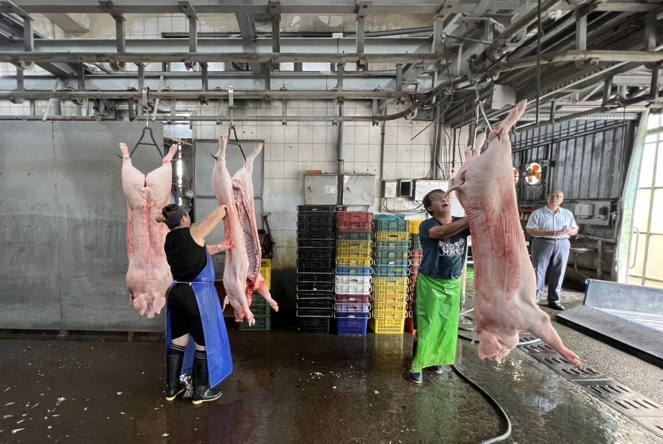 高雄市政府持續原鄉災後生活支援行動，今天起展開整隻豬配送計畫，預計3天內，將15頭整豬送達桃源、那瑪夏與茂林共14個里。