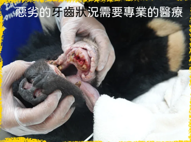 黑熊的牙齒狀況惡劣，經6小時牙科治療，移除多顆嚴重牙周病的牙齒。翻攝野生動物急救站臉書