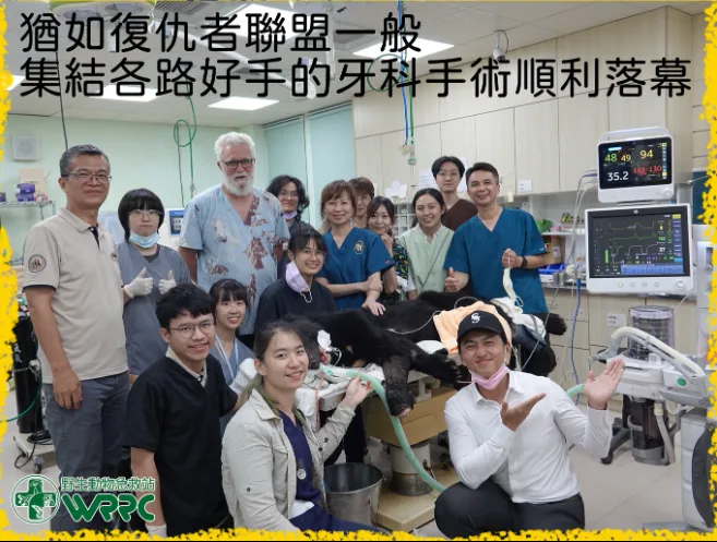 為「武陵黑熊」治療牙齒的大型醫療團隊。翻攝野生動物急救站臉書