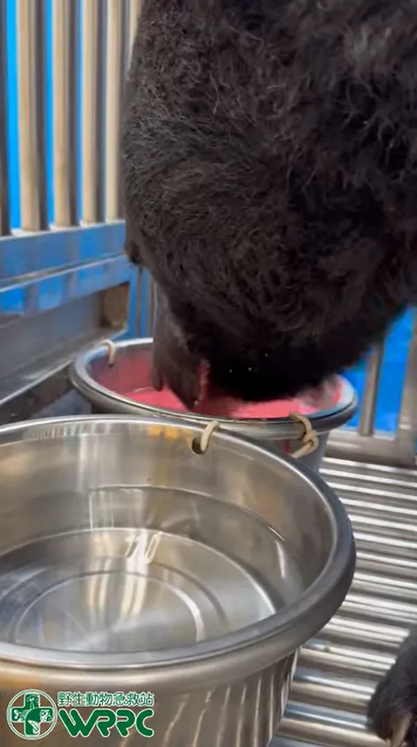 翻攝野生動物急救站臉書