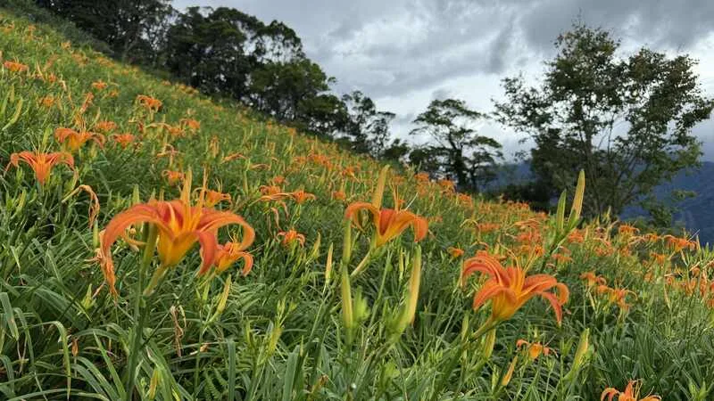太麻里金針山金針花因雨水豐潤,花苞比往年更茂密,太麻里鄉公所表示,2025年的金針花季9日開跑,至9月21日止。青山農場提供