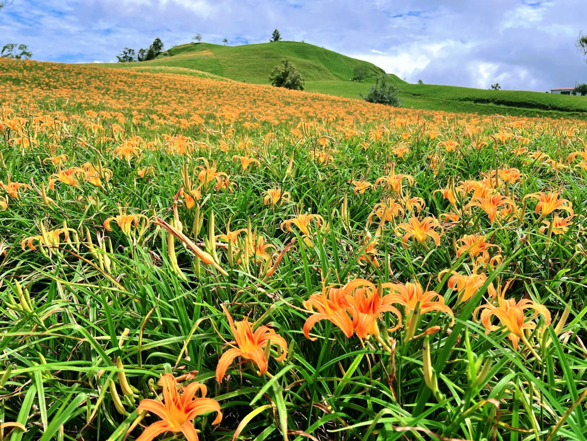 花蓮富里六十石山金針花季也將從8月9日至10月12日展開。翻攝富里鄉公所臉書