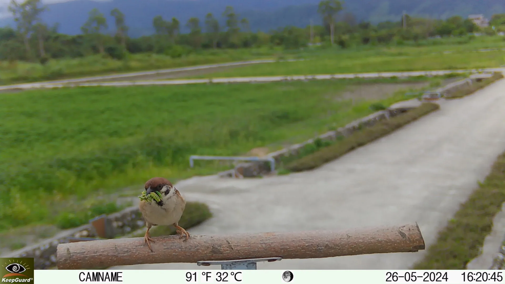 滿嘴毛蟲的麻雀。花蓮區農改場提供