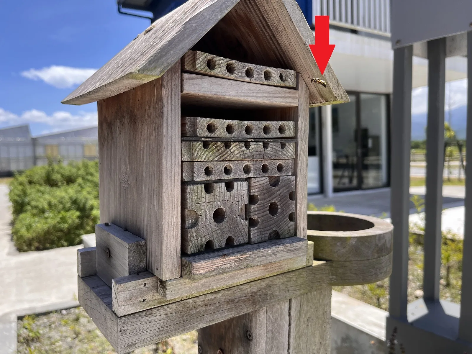 剛飛回獨居蜂旅館的蜾臝。花蓮區農改場提供