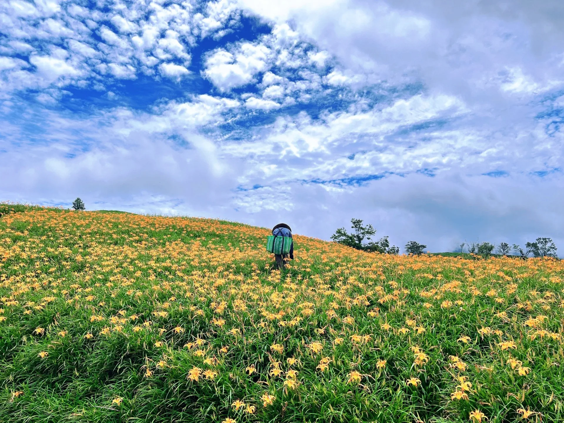 花蓮富里六十石山金針花。翻攝富里鄉公所FB