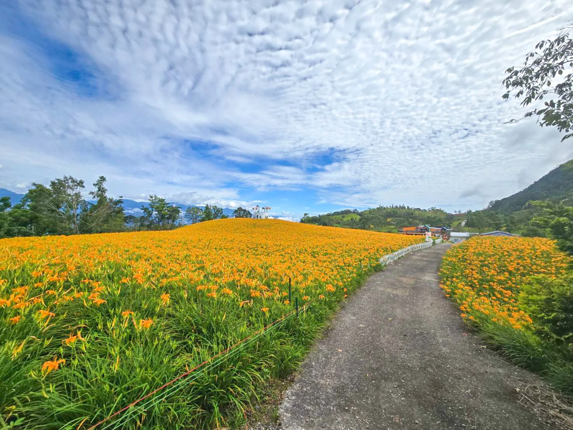 花蓮玉里赤柯山金針花2025年8月6日花況。翻攝玉溪地區農會FB