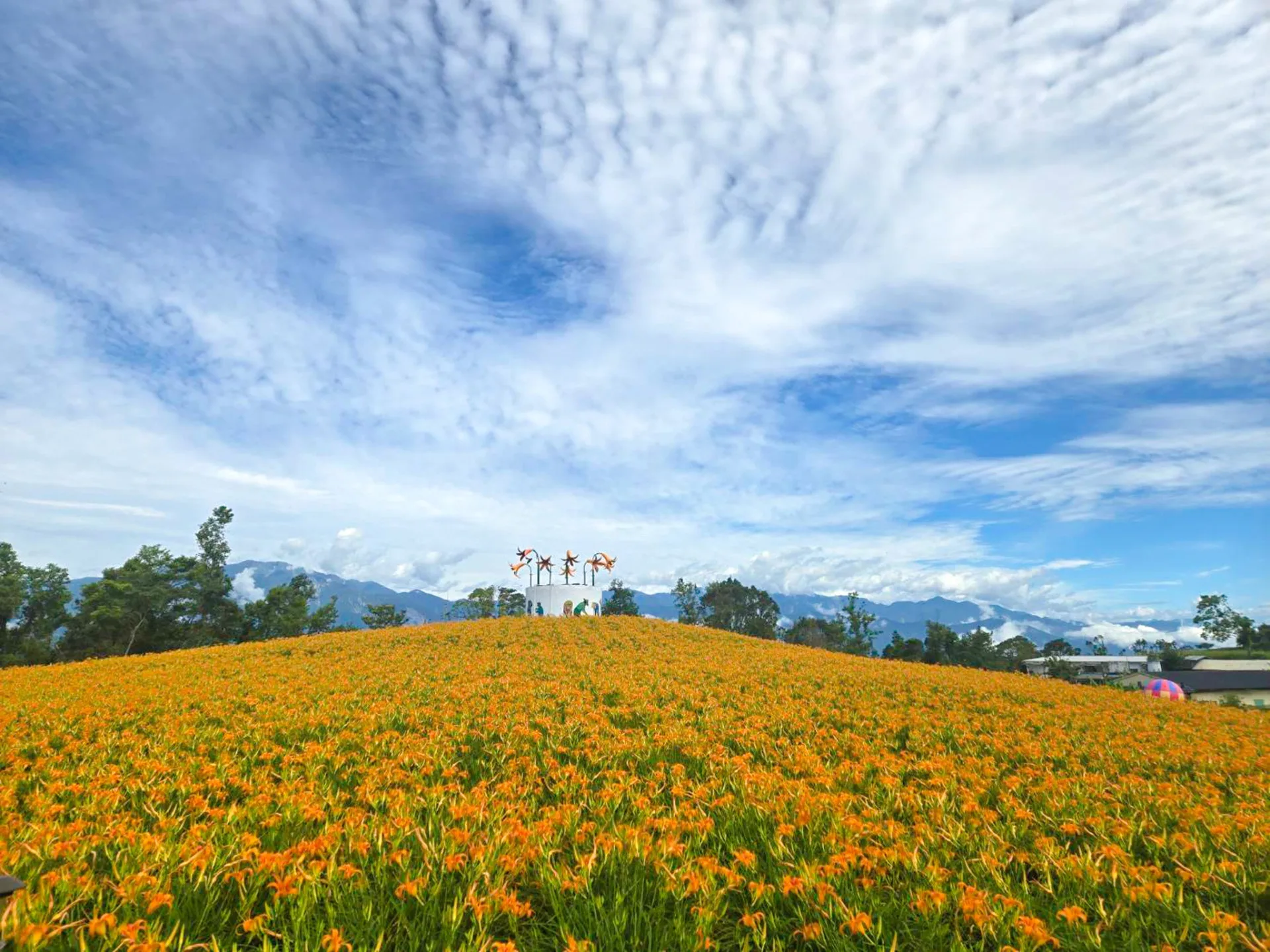 花蓮玉里赤柯山金針花2025年8月6日花況。翻攝玉溪地區農會FB