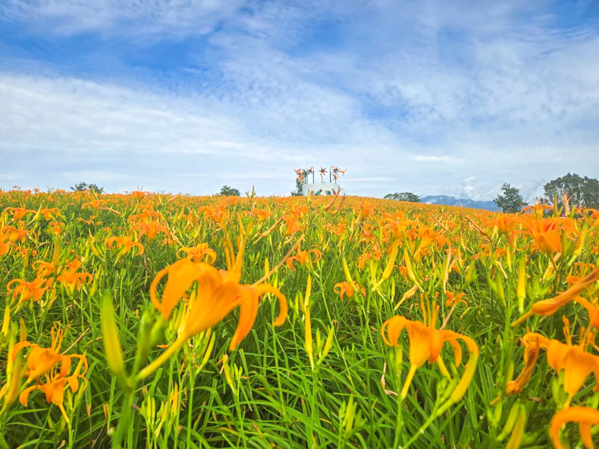 花蓮玉里赤柯山金針花2025年8月6日花況。翻攝玉溪地區農會FB
