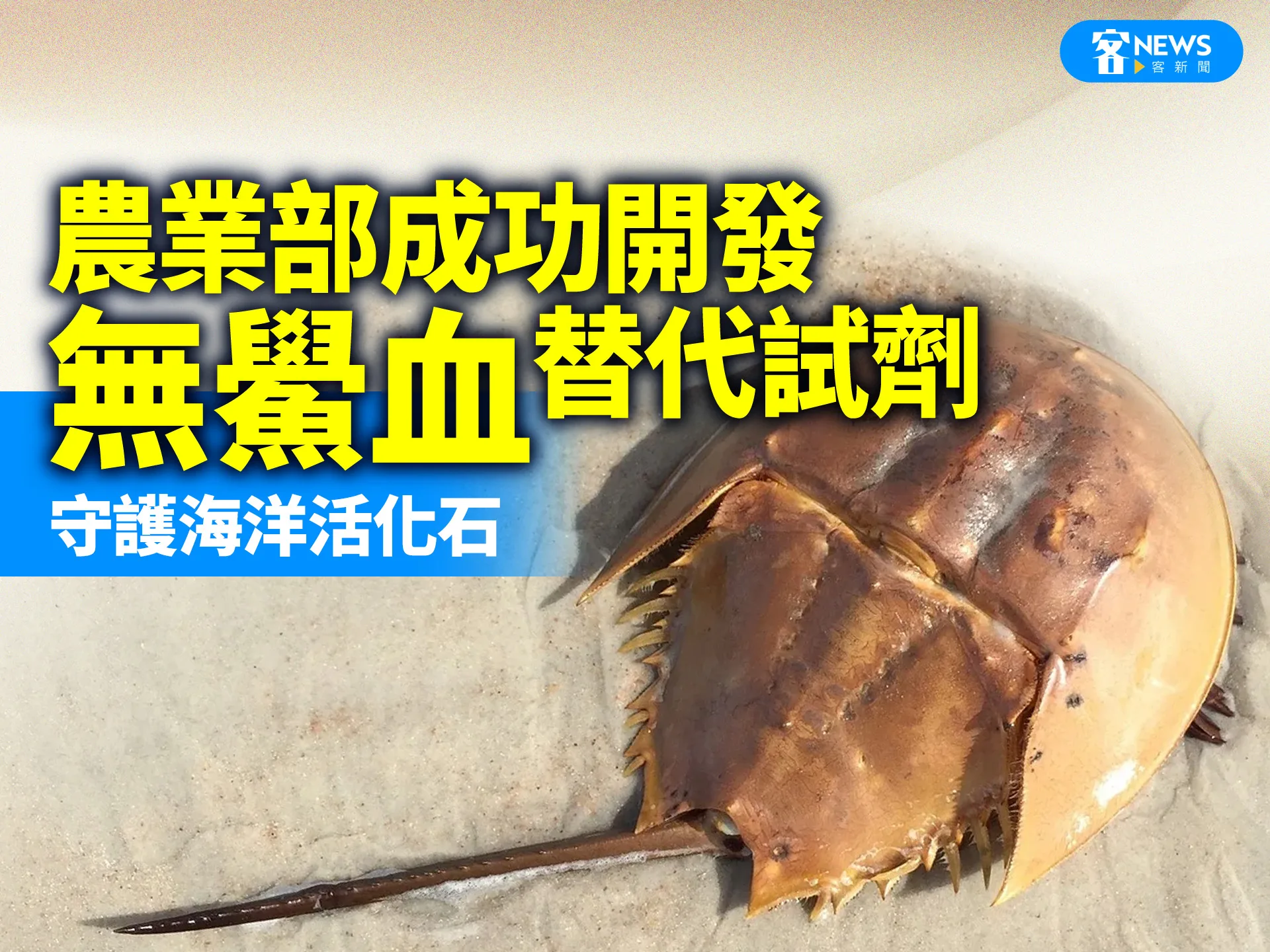 農業部成功開發「無鱟血」替代試劑　守護海洋活化石