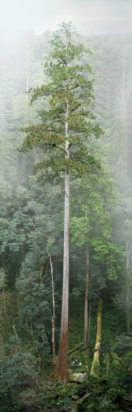 台灣第一高樹、樹高84.1公尺,命名為「大安溪倚天劍」。翻攝農業部FB