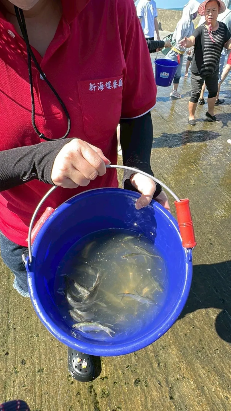 流放四絲馬鮁 (俗稱午仔魚)。苗栗縣新埔漁港發展協會提供