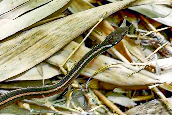 稀有保育類金絲蛇現蹤司馬庫斯。陳衛提供