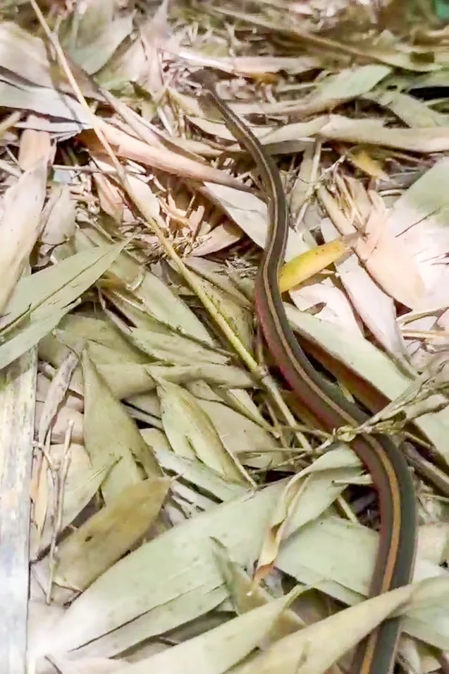 稀有保育類金絲蛇現蹤司馬庫斯。陳衛提供