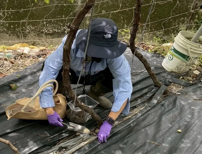 環保局人員進行葡萄園土壤採樣檢測。新竹市環保局提供