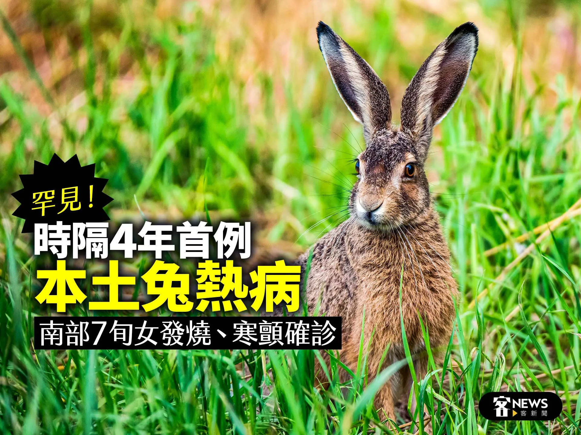 罕見！時隔4年首例「本土兔熱病」　南部7旬女發燒、寒顫確診