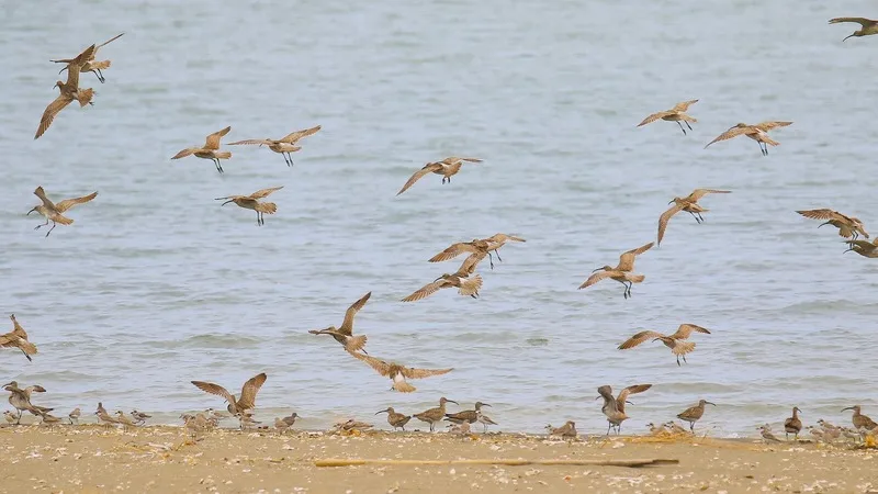 新竹香山濕地野狗撲咬水鳥　市府：加強巡查誘捕