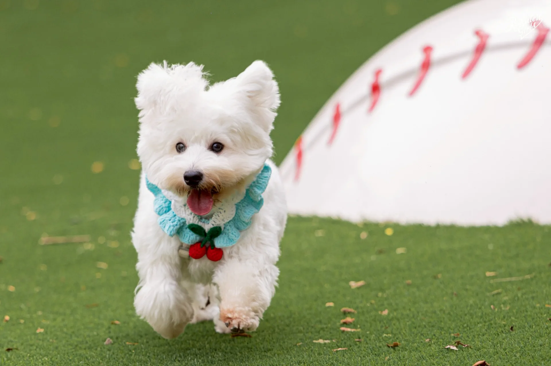 圍欄設計確保安全，並設有棒球、球棒造型設施，讓狗狗盡情奔跑玩耍。翻攝自Rakuten Monkeys臉書粉絲專頁