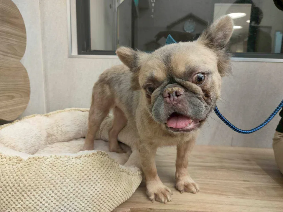 民眾可至「桃園市動物保護教育園區」網站查詢最新資訊與犬隻詳細資料。桃市府動保處提供