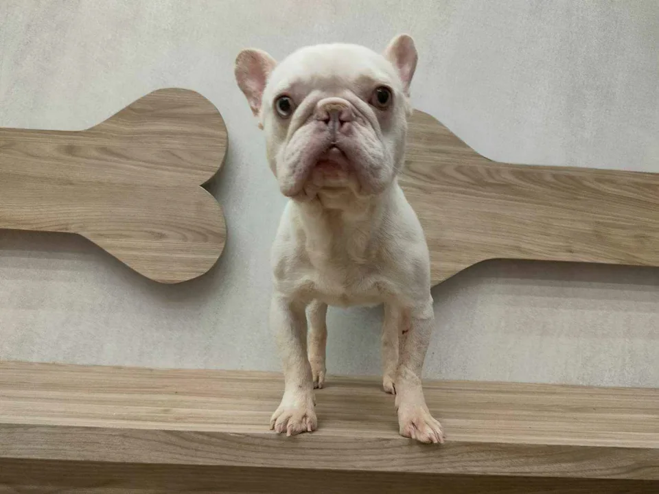 第一批法國鬥牛犬共16隻，已辦理入園並上網公告開放認養。桃市府動保處提供