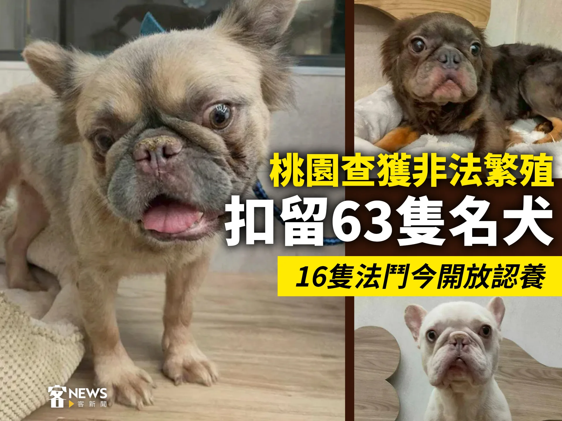 桃園查獲非法繁殖扣留63隻名犬　16隻法鬥今開放認養