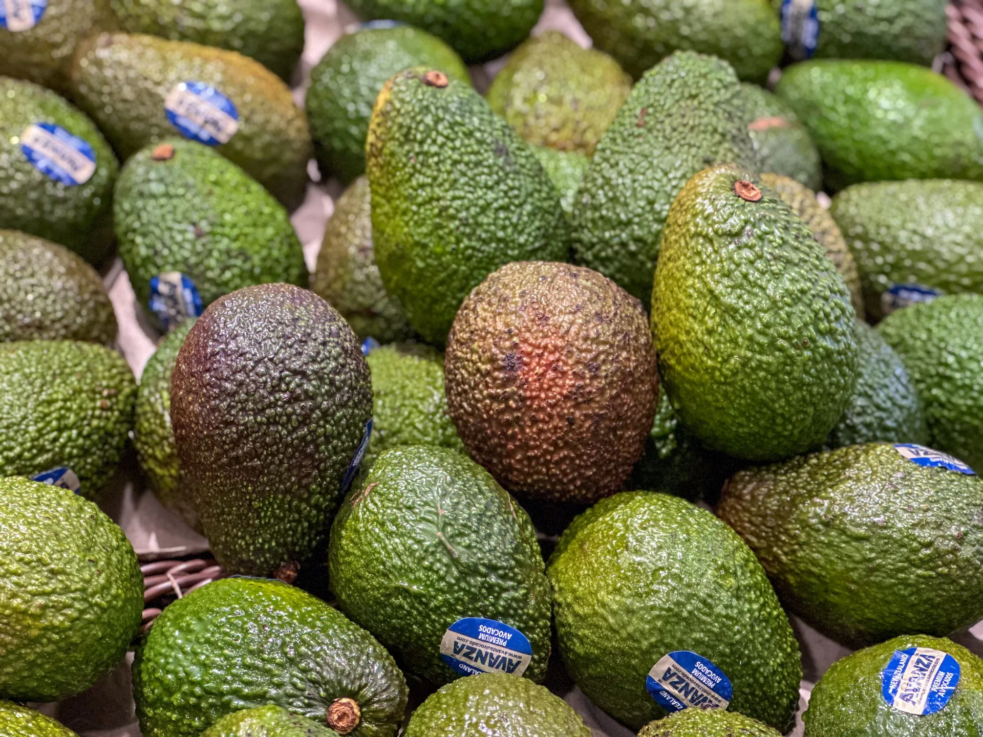 哈斯酪梨成為世界流行文化的一環。蕭秀琴攝