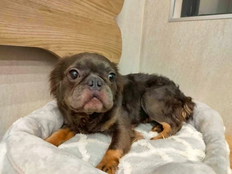 桃園動保處15日開放第一波共6隻法國鬥牛犬抽籤認養。桃市府動保處提供