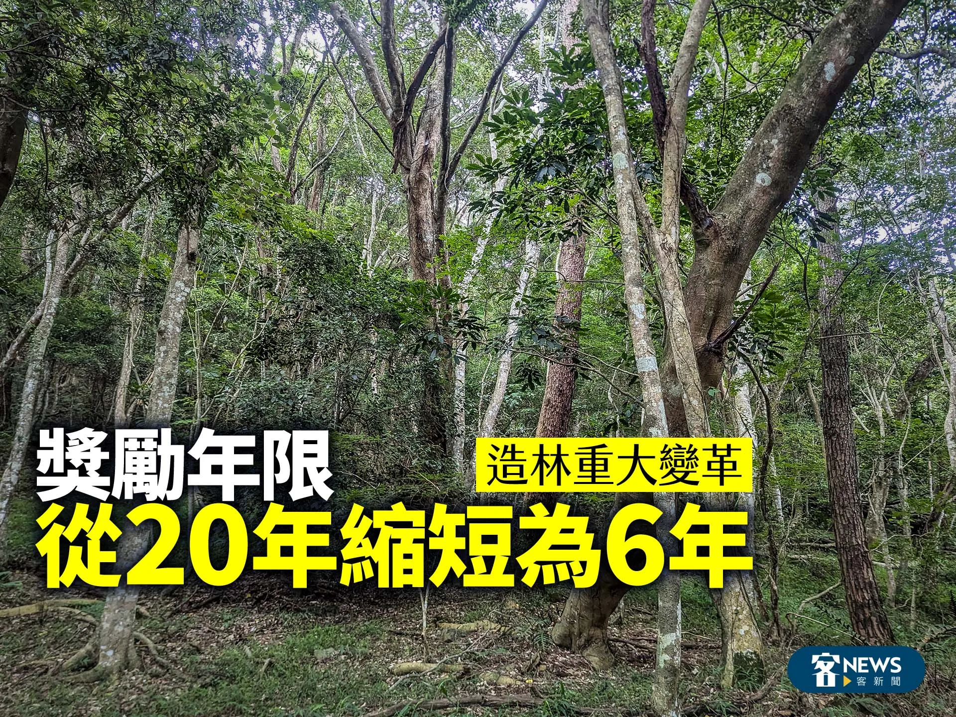 造林重大變革　獎勵年限從20年縮短為6年