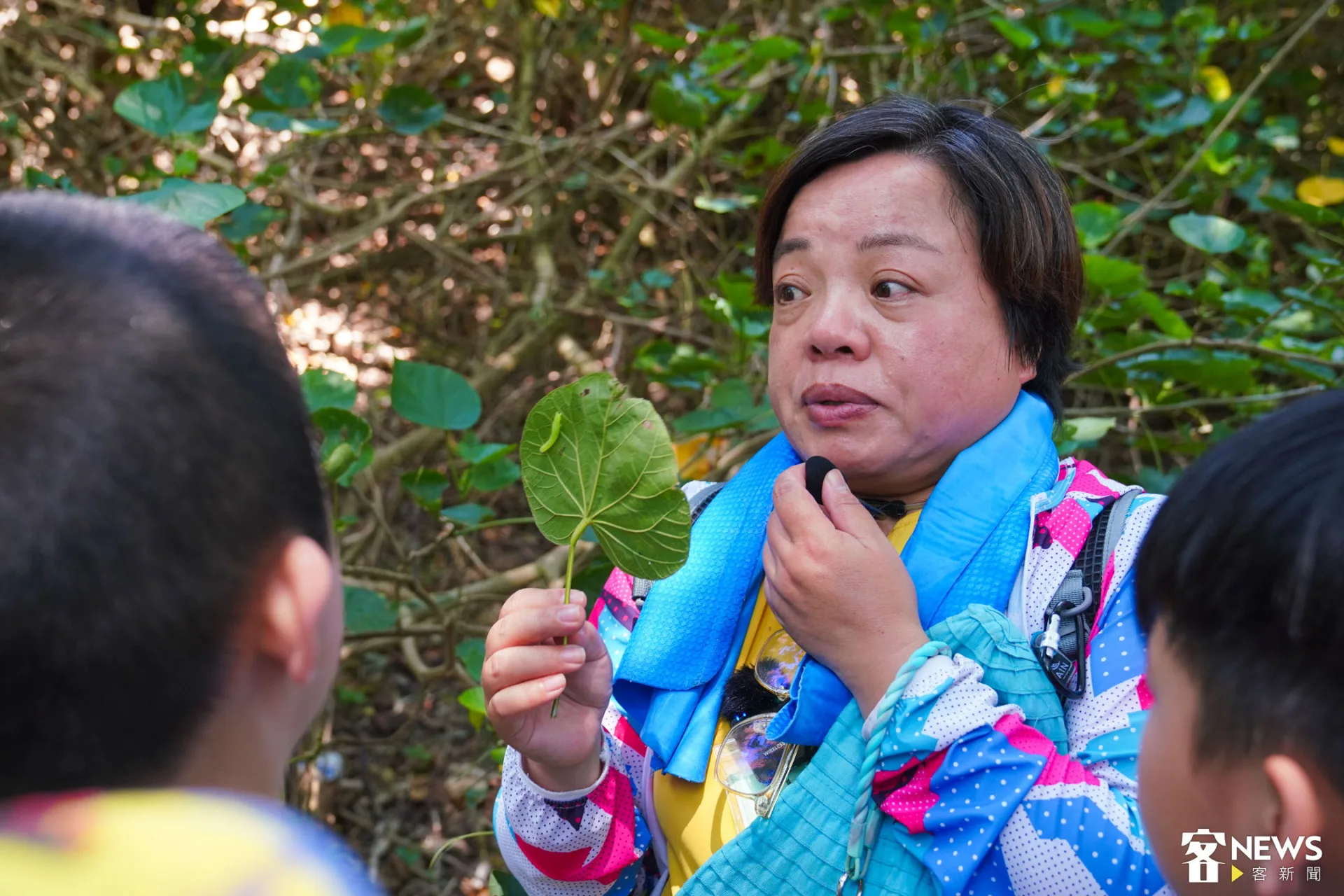 黃槿葉背面有絨毛。李宥妍攝