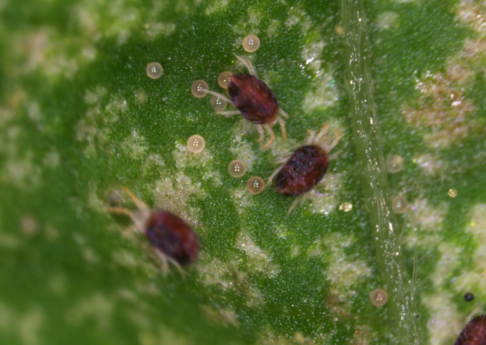 葉蟎是農友俗稱的紅蜘蛛。高雄農改場提供