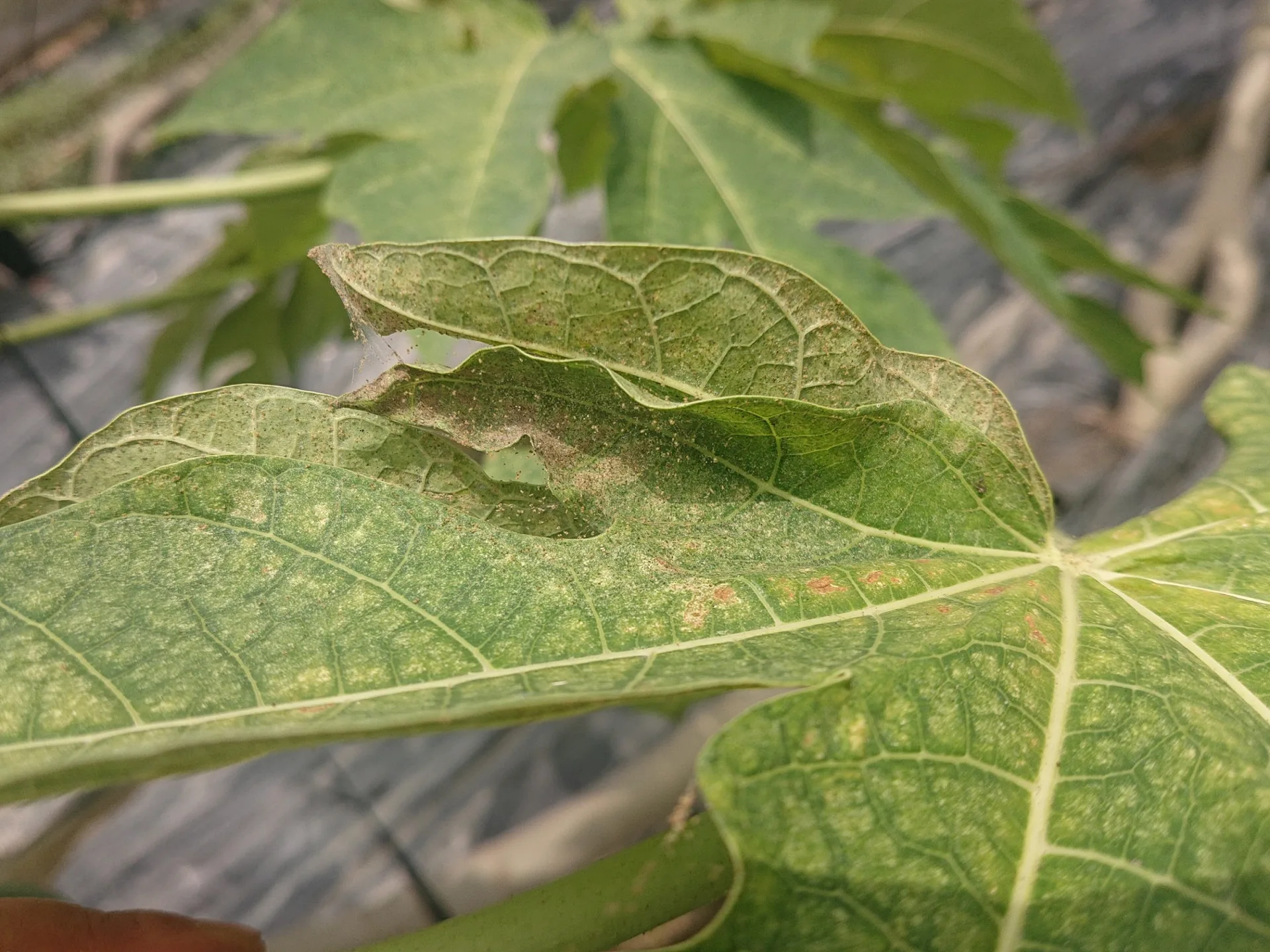 葉蟎密度高時會結網以利風吹散播。高雄農改場提供