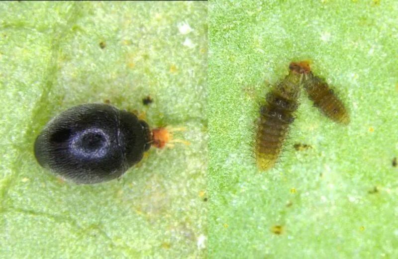 農業部苗栗區農業改良場發現「黑囊食蟎瓢蟲」是葉蟎的天敵，成蟲（左）及幼蟲（右）都具捕食葉蟎的能力。苗栗農改場提供