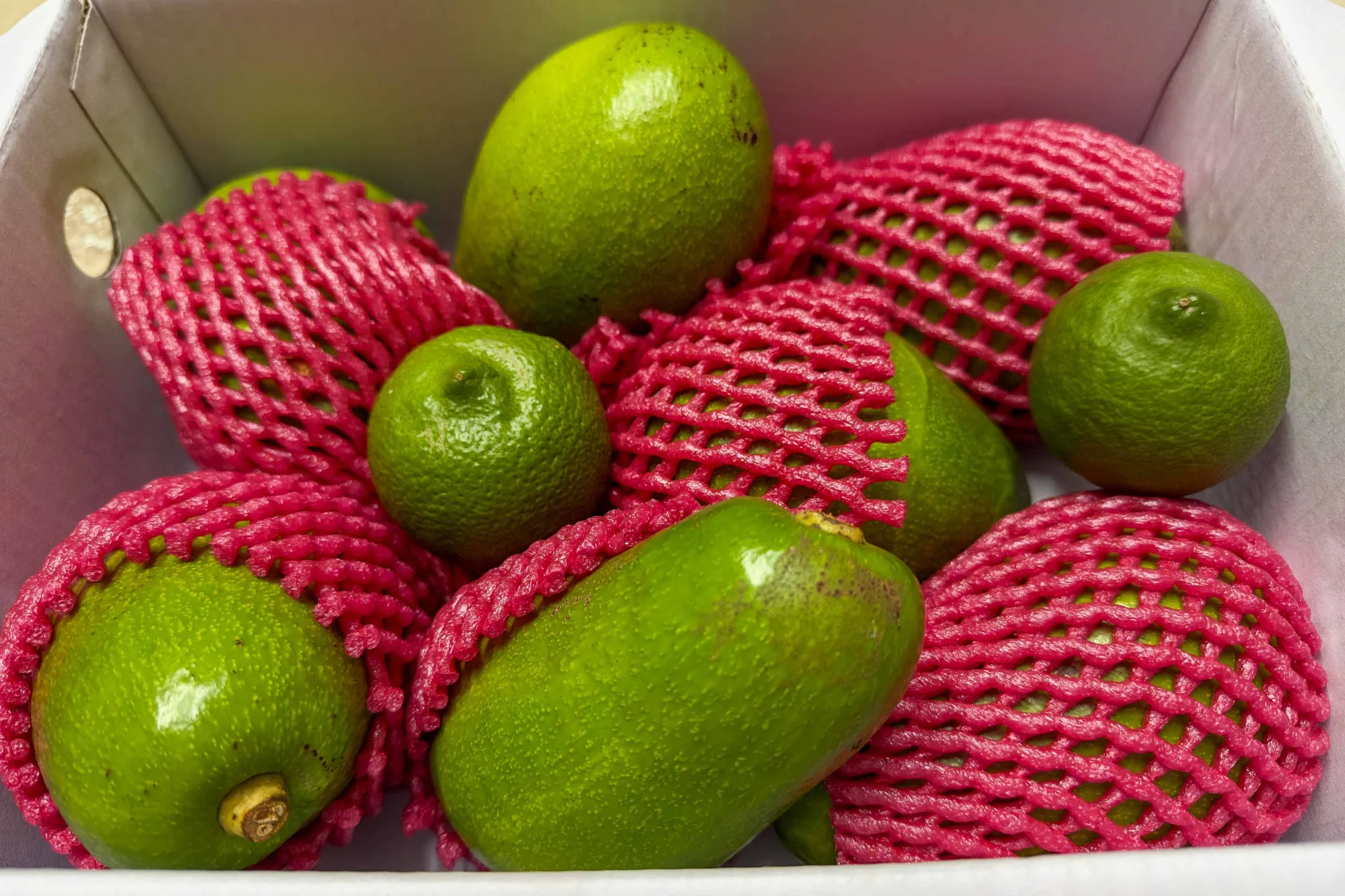 屏東竹田也是酪梨產區，果園裡自生苗有機栽培的酪梨，像高級水果一樣寄出給預訂的客人。蕭秀琴攝