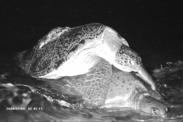 南沙海域常可見海龜交配行為。國立海洋生物博物館吳柏諭提供