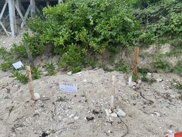 沙灘上卵窩保護告示牌,請勿靠近與踩踏。台灣咾咕嶼協會提供