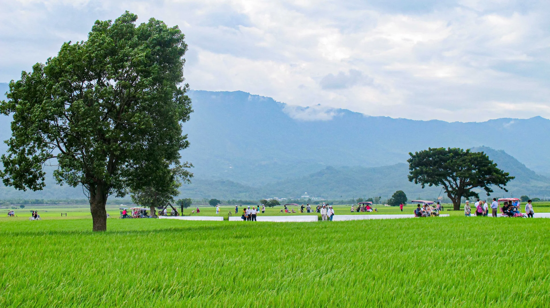 台東縣池上鄉的稻田沒有電桿，一望無際的平疇綠野，秀麗山巒，也成台東最美的旅遊勝地。何來美攝
