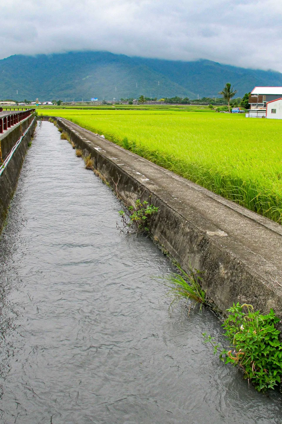 花東縱谷引中央與海岸（台東）山脈的山瀑水灌溉，沒有汙染，水溫較低，種出的水稻米質黏度也較高。何來美攝
