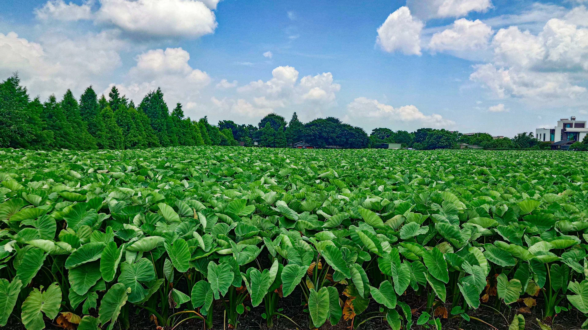 這塊芋頭田日治昭和年間是種植天皇米的水田，地方稱為「獻穀田」。何來美攝