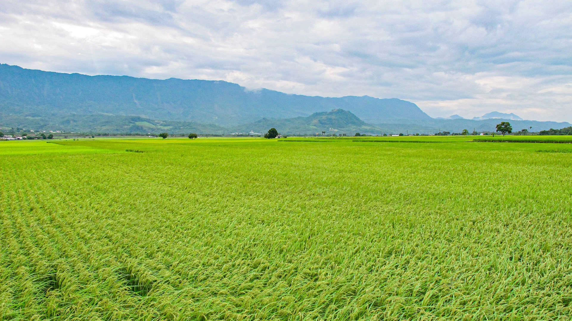 花東縱谷海拔200至400公尺，沒有工業汙染，改良後的土壤適合水稻生長，是台灣良質米主要產區，圖為台東縣池上鄉的稻田風光。何來美攝