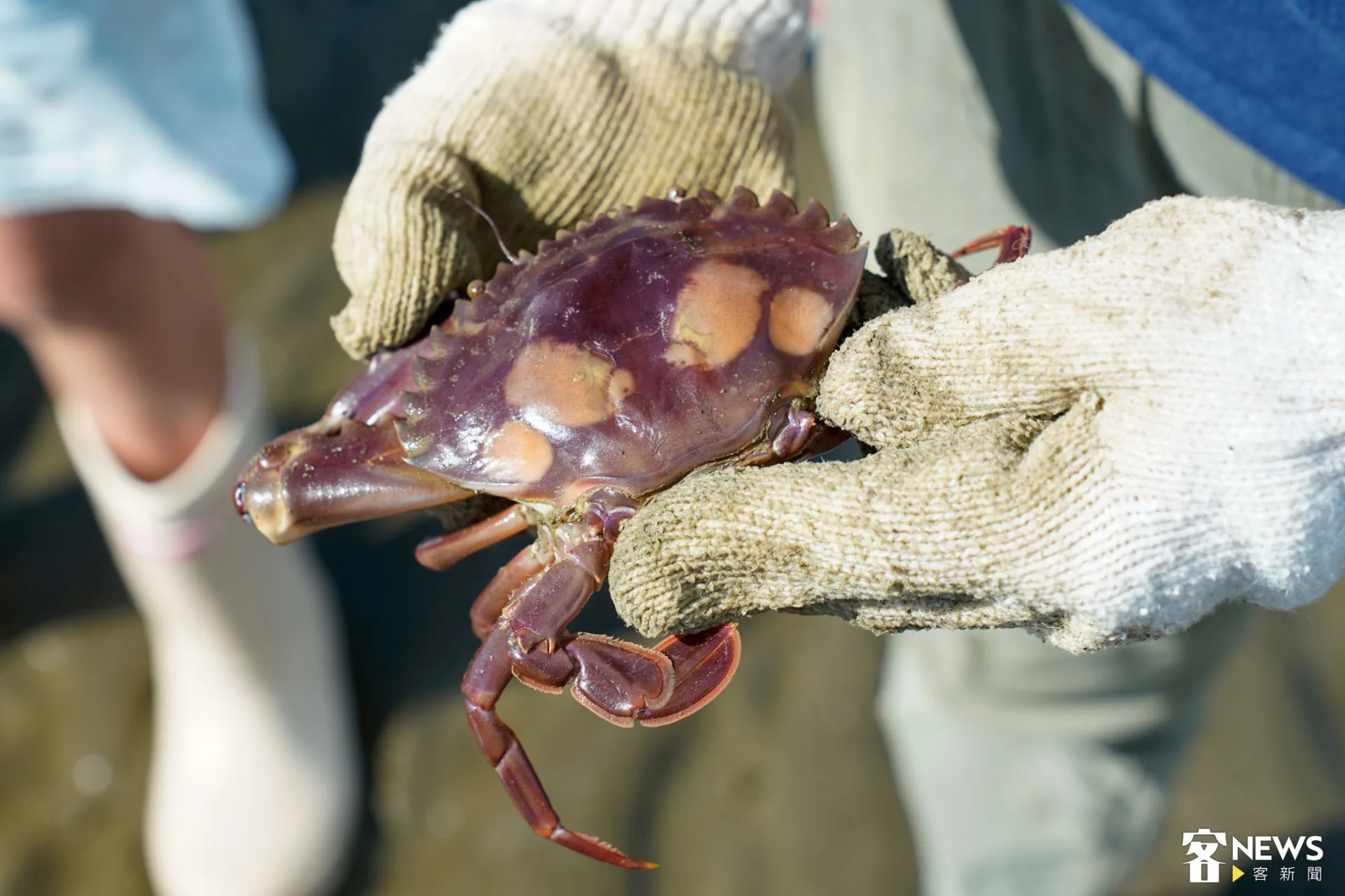 四點蟹現身。朱愷元攝